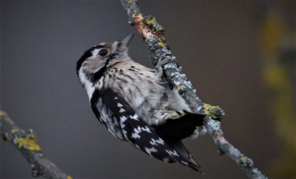 Picchio rosso minore femmina